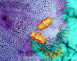 Flamingo Tongues on sea fan seen this May at Isla Mujeres... by Bonnie Conley 